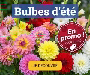Bulbes d'été à -25% sur Gerbeaud.com !