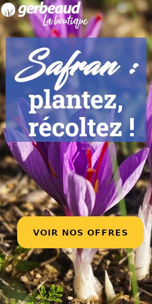 Faites pousser du safran !