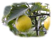 Citrons