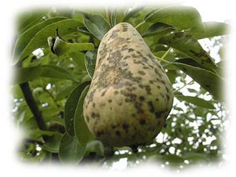 tavelure sur poire