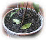 ficus: chute des feuilles
