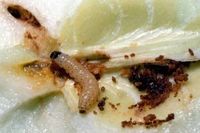 Larve de carpocapse dans un fruit - D.R. INRA